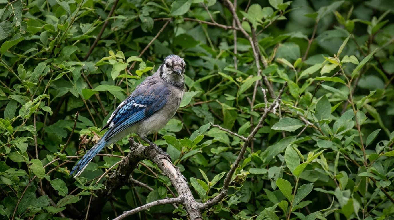 A Blue Jay with worn, scruffy head feathers perched among the branches of a dense green thicket in late summer.