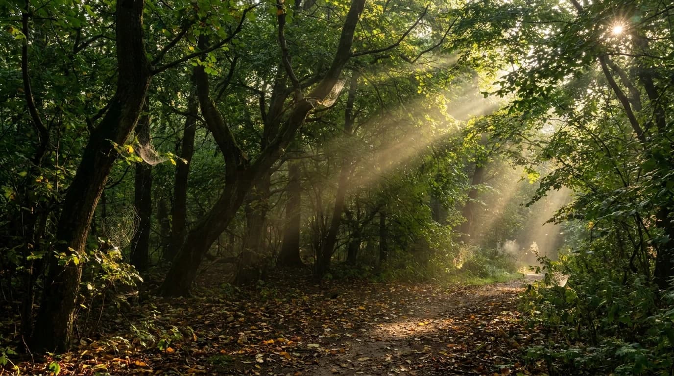 Low golden sunlight breaking through a dense green late-summer canopy along a quiet woodland edge at dawn.