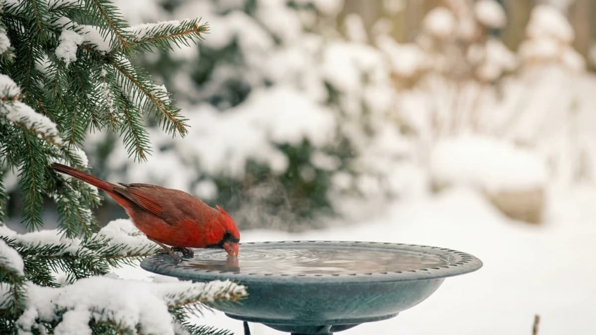 Heated Bird Baths: Do You Actually Need One?