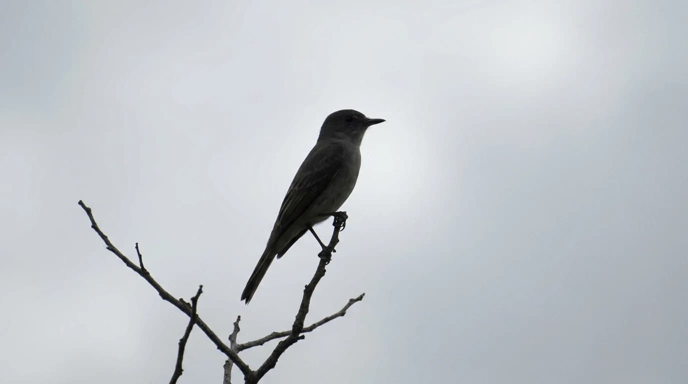 A small unidentified bird seen in silhouette against a bright sky, its posture and tail shape clearly visible but its color washed out.