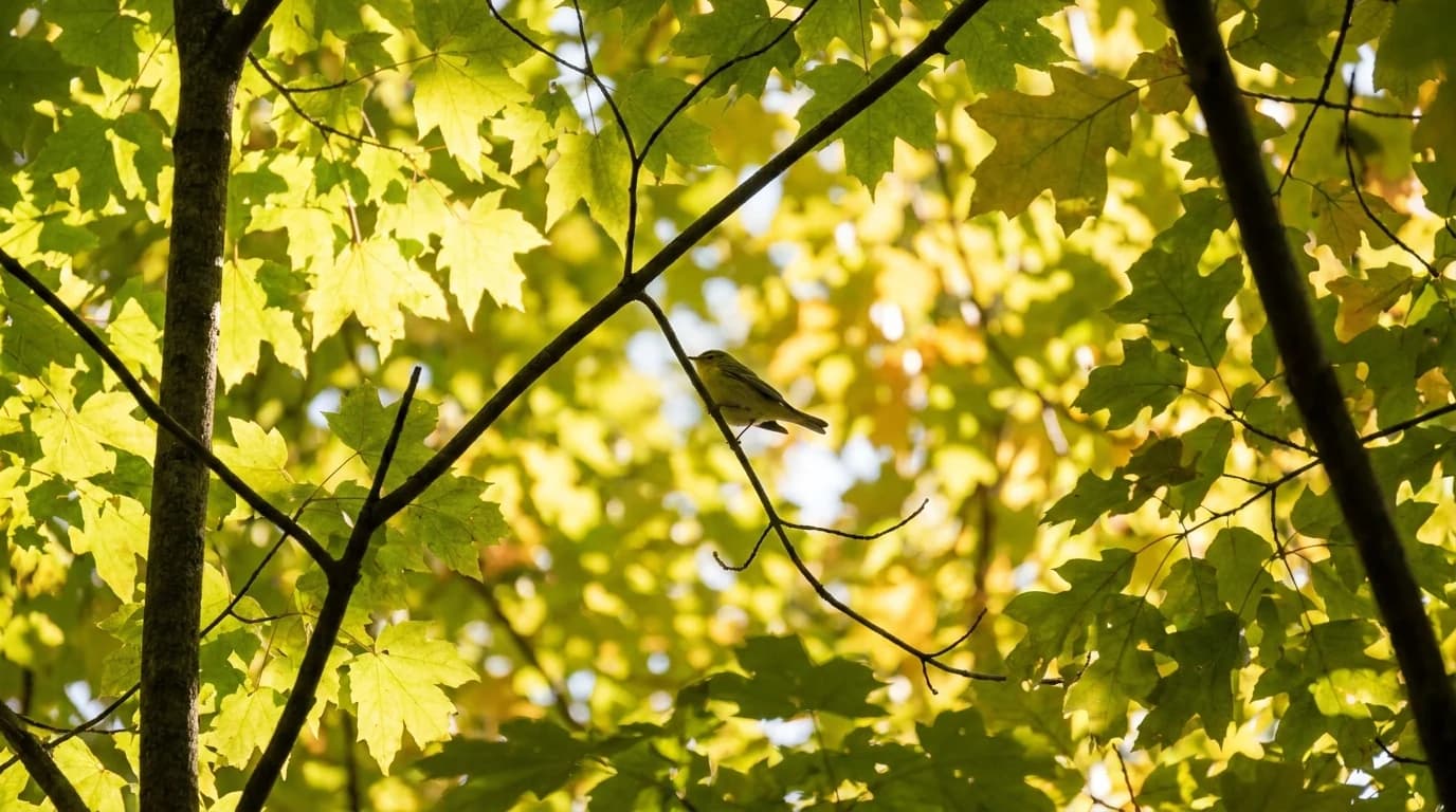 Confusing Fall Warblers: Read the Underside First