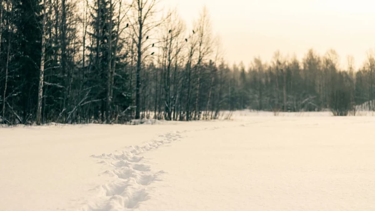 How to Join a Christmas Bird Count (Beginners Welcome)