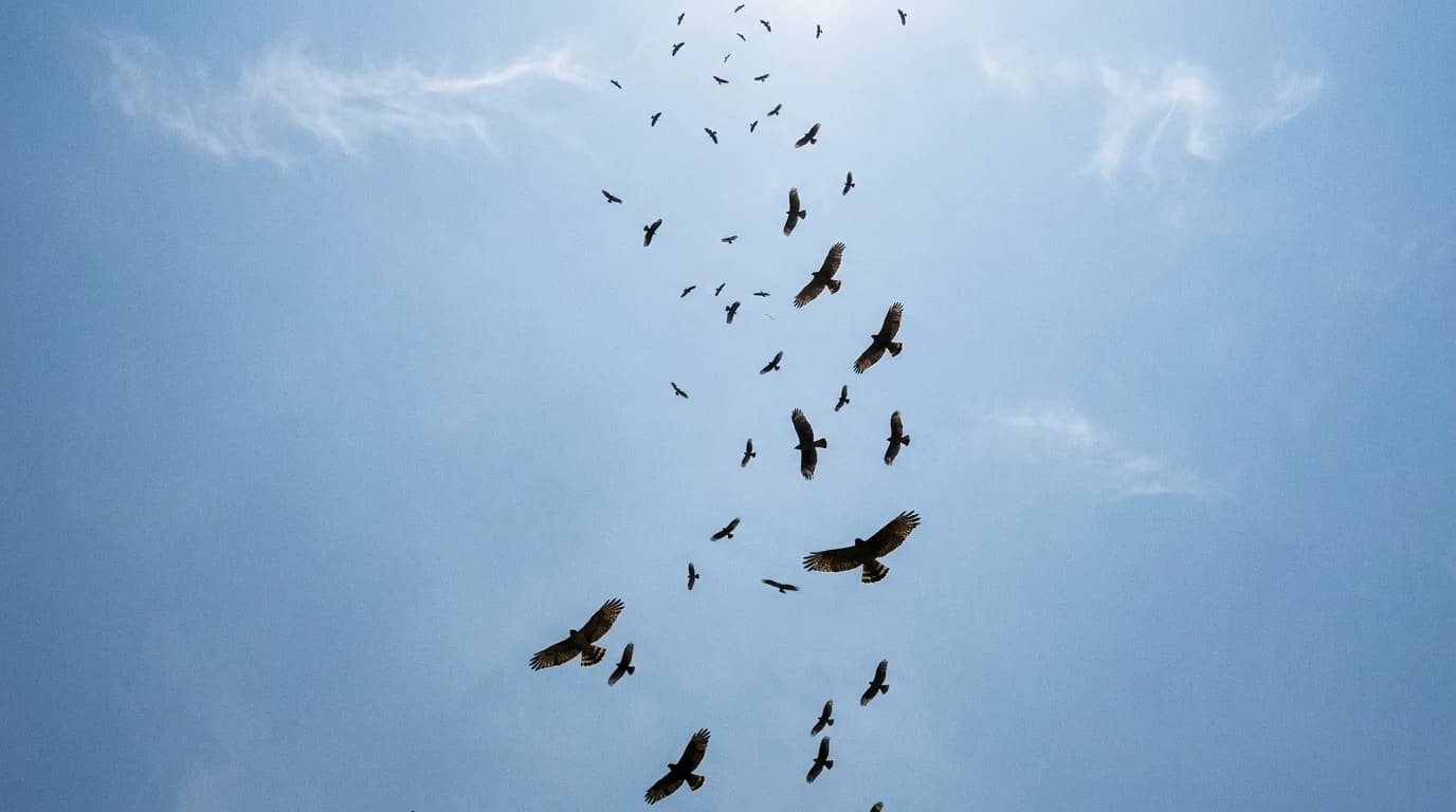 Dozens of migrating hawks circling together in a rising column of warm air, seen from directly below against a hazy blue sky.