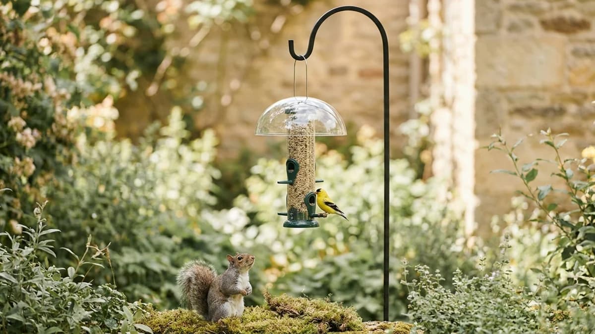 How to Squirrel-Proof a Bird Feeder: The 5-7-9 Rule