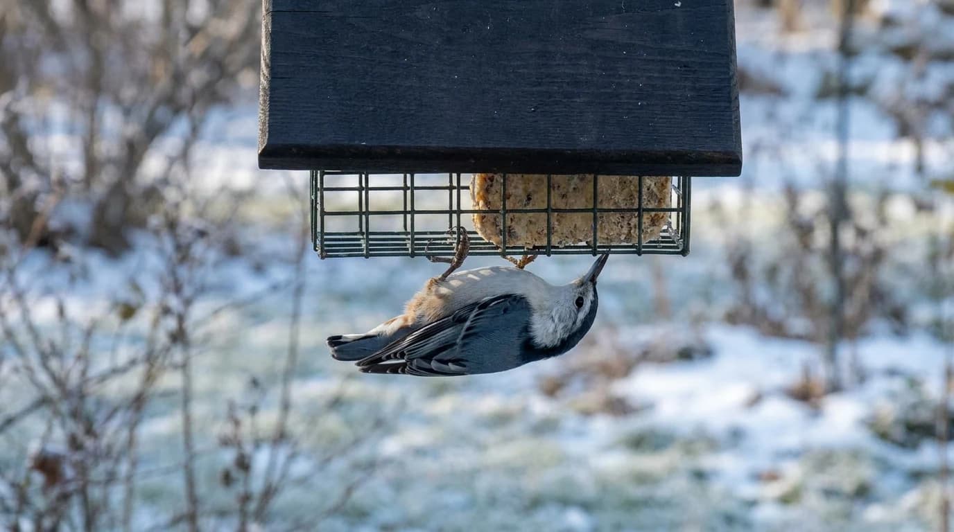A White-breasted Nuthatch hanging upside down beneath a roofed suet cage, reaching up into the cake from below.